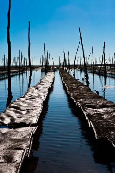ostréiculture arcachon
